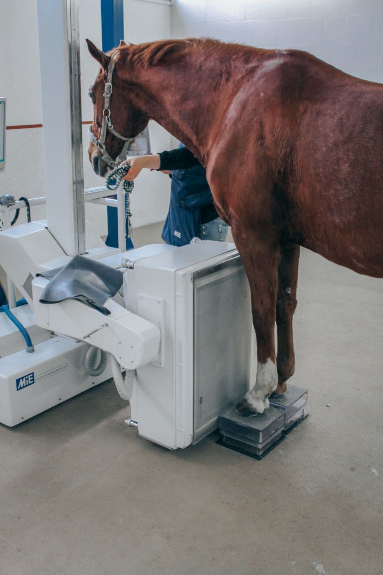 Veterinary Imaging Devices 3